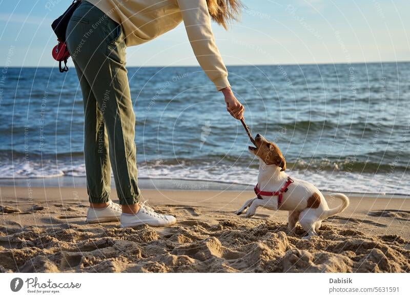 Woman and her dog have fun at sand sea beach animal pet walking playing travel active woman summer nature love happy running lifestyle training person funny