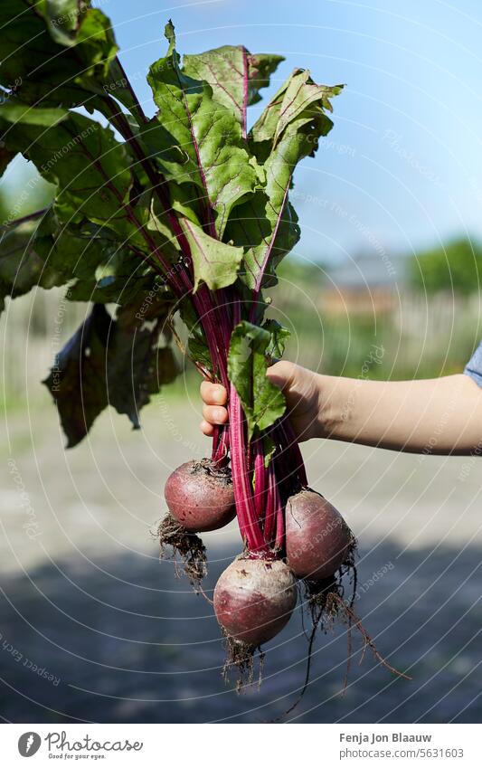 Child holding freshly harvested beetroot on a bright sunny day at the farm beet greens beets beta vulgaris child diner beet garden garden beet golden beet hand