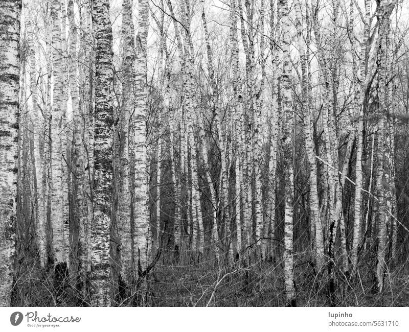 Dense birch forest Birch wood black-and-white birches Bog Winter Bleak Nature tight youthful Bavaria