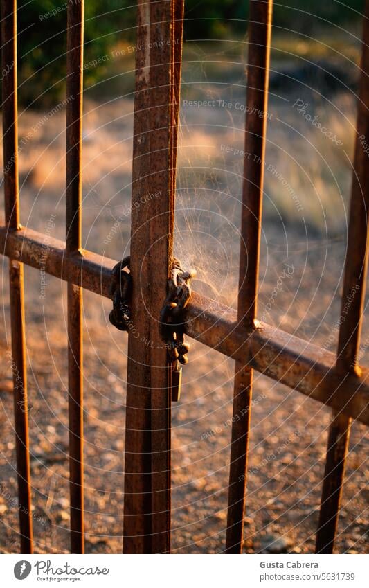 Metal door closed with a padlock full of cobwebs. Grid metallic Padlock Chain Sunset Lock Exterior shot Colour photo Closed Protection Entrance spider web Old