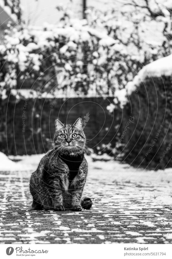 Cat with harness in winter hangover Winter Snow Black & white photo Pet Domestic cat Animal portrait Observe Watchfulness Curiosity Walk the dog mackerelled