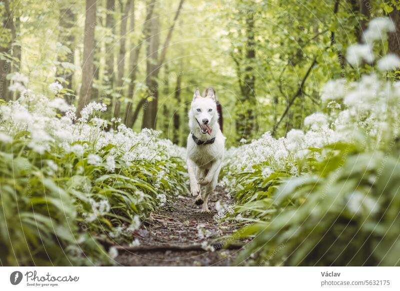 White Siberian Husky with piercing blue eyes standing in a forest full of bear garlic blossoms. Candid portrait of a white snow dog siberian husky woodland wolf