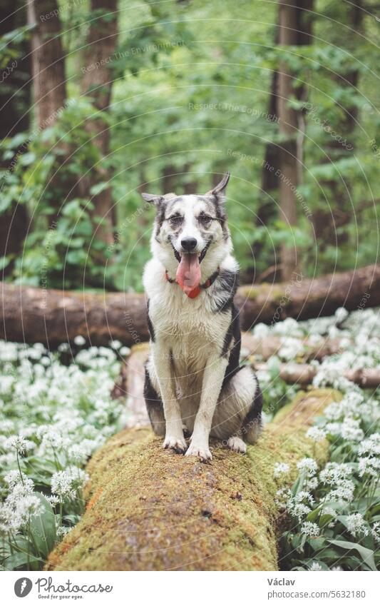 Black and white hybrid husky-malamute enjoying his stay in a woodland environment covered with bear garlic. Different expressions of the dog. Freedom for pet