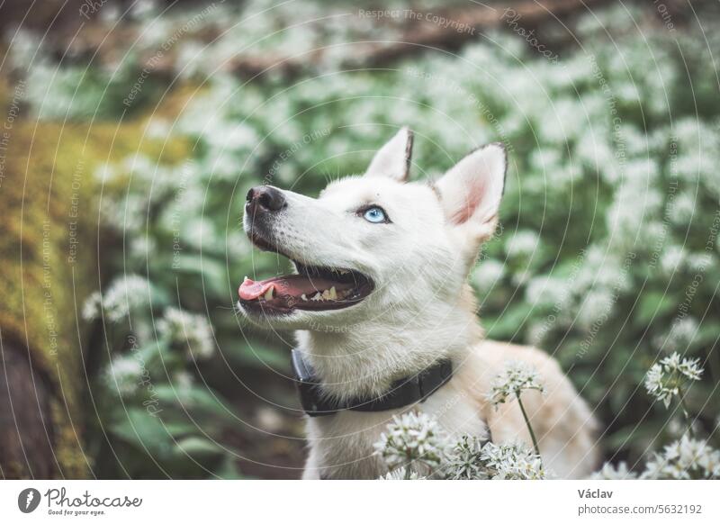 White Siberian Husky with piercing blue eyes standing in a forest full of bear garlic blossoms. Candid portrait of a white snow dog siberian husky woodland wolf