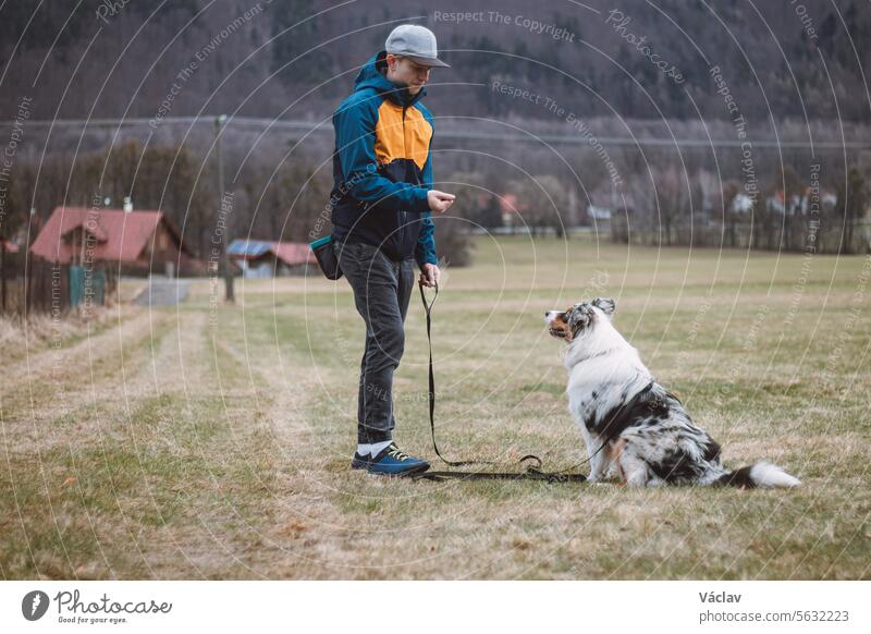 Young cynologist, a dog trainer trains a four-legged pet Australian Shepherd in basic commands using treats. Love between dog and human. Cuteness