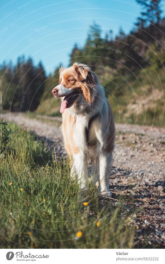 Golden-brown puppy with tongue hanging out on top of the mountain watching the sunset dog training love happiness woodland pet excited encouragement education