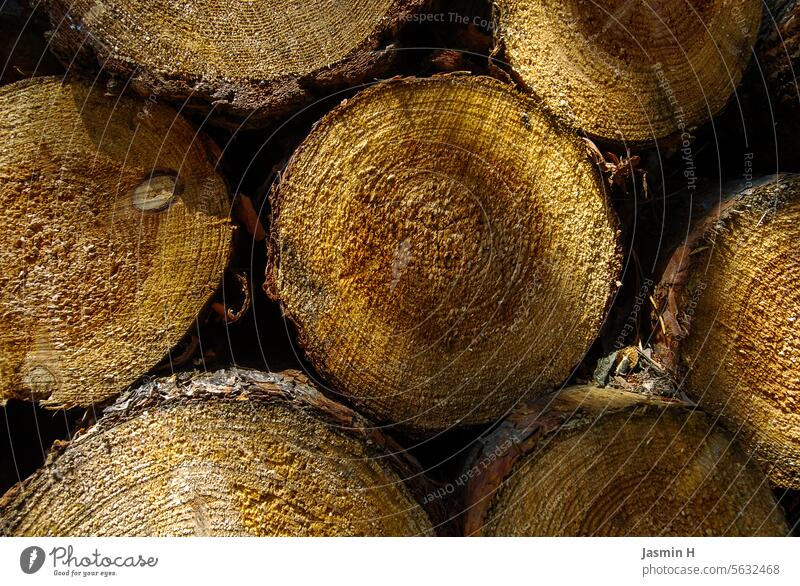 Tree trunks cut open Wood Tree trunk in the foreground Nature Tree bark Environment Colour photo Deserted Growth Day Structures and shapes Detail Pattern Brown