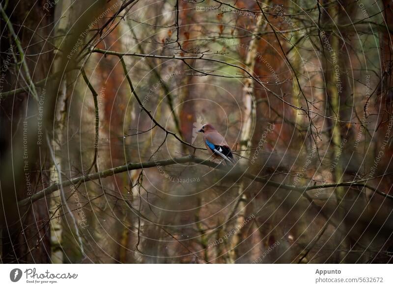 A jay (Garrulus glandarius) sitting on an arched branch looks to the left into its forest Jay Corvidae Sit Forest birches blurriness selective acuity focus