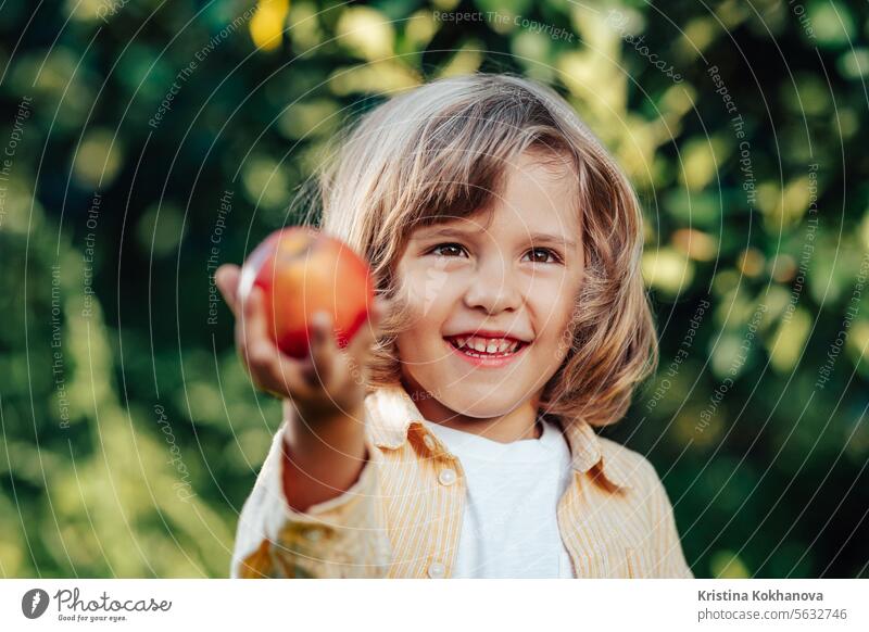 Little child proposing, gives apple to camera. Boy in orchard.Son in home garden agricultural american autumn baby background basket bio boy brothers caucasian