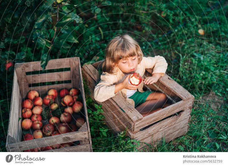 Funny little boy eating juicy apple,sitting in wooden box orchard.Organic fruits agricultural american autumn baby background basket bio brothers caucasian