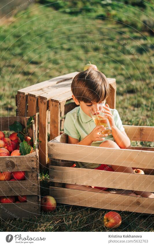 Cute little toddler boy drinking apple juice. Child in wooden box in orchard. apples background blended bottle boy kids cheerful child childhood cocktail