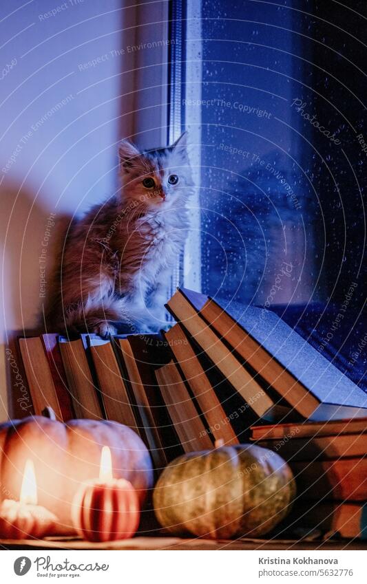 Little kitten sitting on books stacked by rainy window. Cute pumpkin candles adorable aesthetic animal autumn autumn day background beautiful blue cat comical