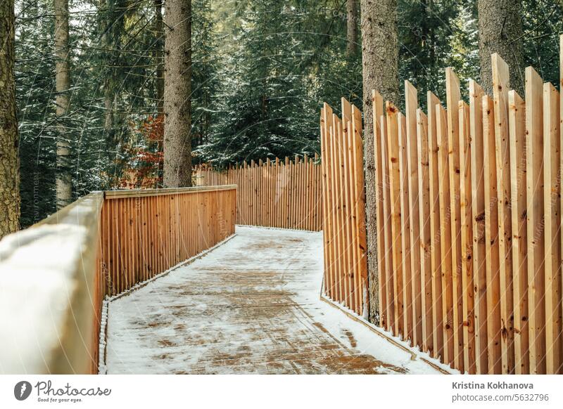 Eco wooden alley in winter forest. Beautiful bridge in snowy scenery, nobody. autumn fall path tree fence foliage green landscape leaf leaves light nature