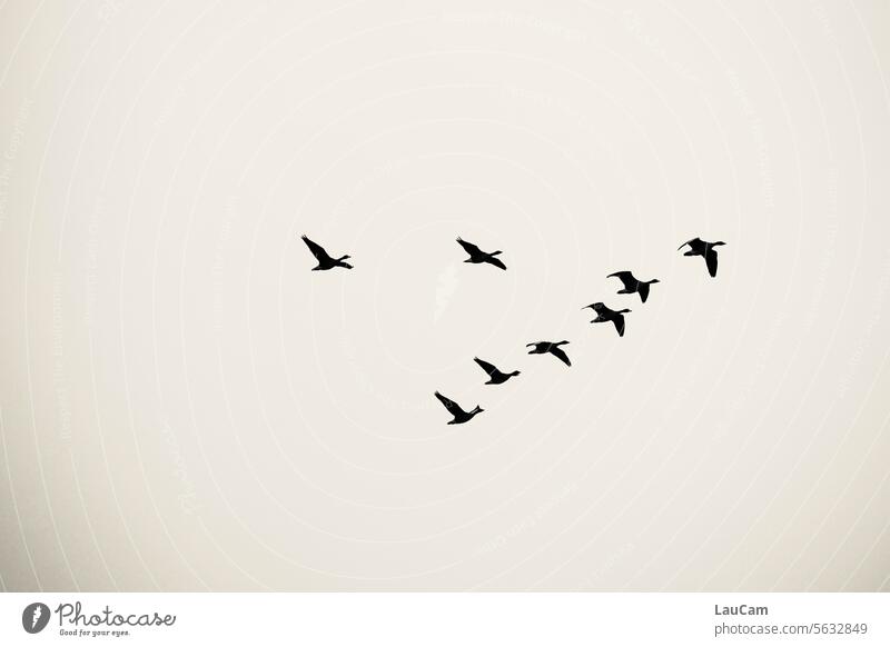 You shouldn't stop travelers. Migratory birds grey geese in flight Flying Formation flight formation Flock of birds Flight of the birds Formation flying Sky