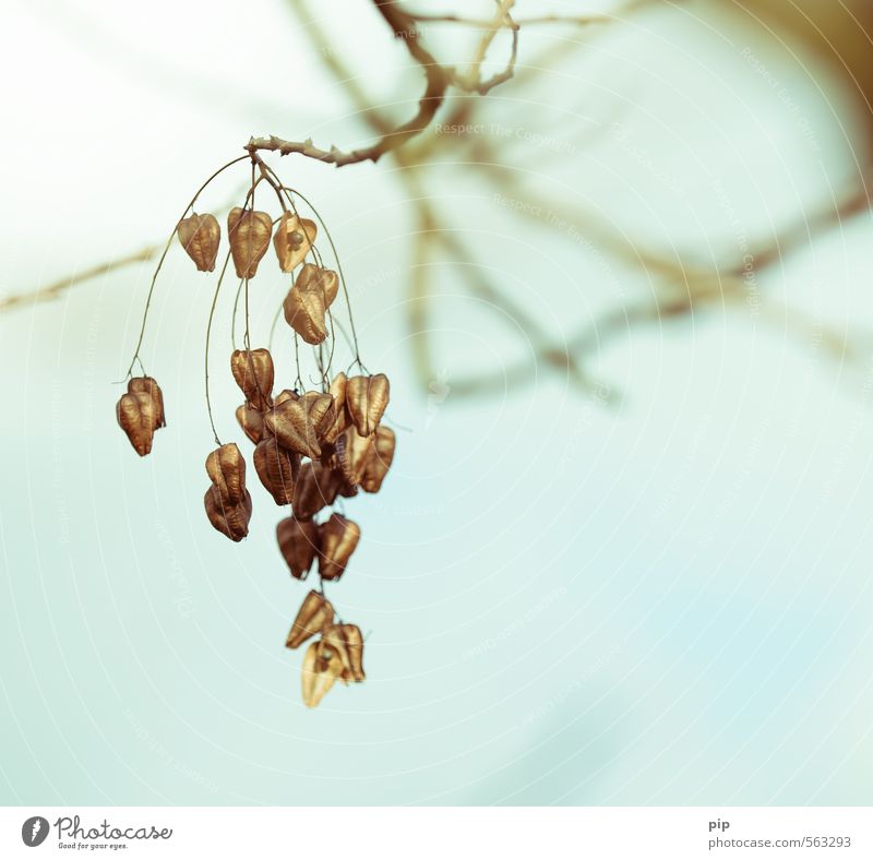 seed branch Nature Plant Autumn Beautiful weather Tree Branch Seed bladder ash koelreuteria paniculata capsule fruit Dry Sustainability Suspended Colour photo