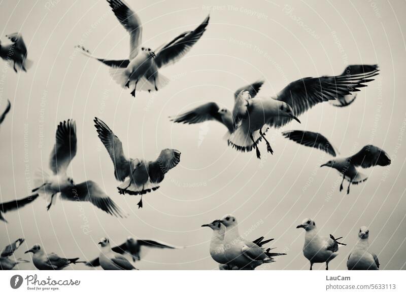 HEAVY TRAFFIC gulls Seagull birds Bird air traffic Flying Grand piano Sky Freedom Landing flapping Flock of birds Group of animals Flight of the birds Movement