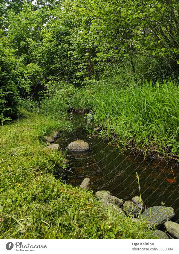 Small water stream flowing through lush greenery Trees Grass Green Lush Foliage Water Nature Landscape Exterior shot Reflection Sky forest plant outdoors fresh