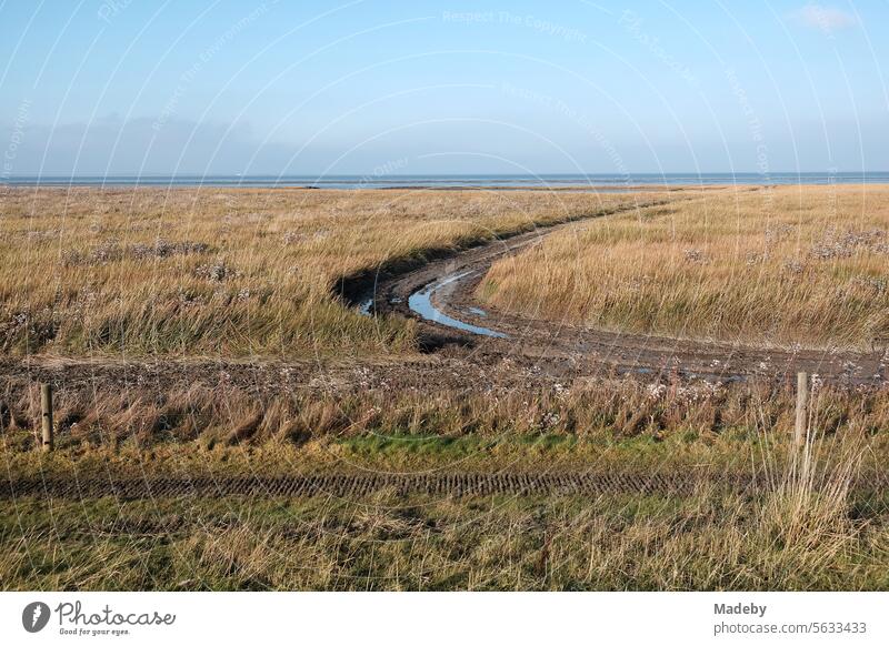 Coastal protection with silt grass and other plants in autumn in the Wadden Sea World Heritage Site in sunshine in Bensersiel near Esens on the North Sea in East Frisia in Lower Saxony