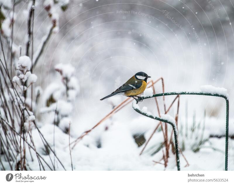 winter's tale Wintertime Winter Silence Winter's day Winter mood Gorgeous Snowfall Cold Snowflake Animal protection Tit mouse Animal portrait Wild animal