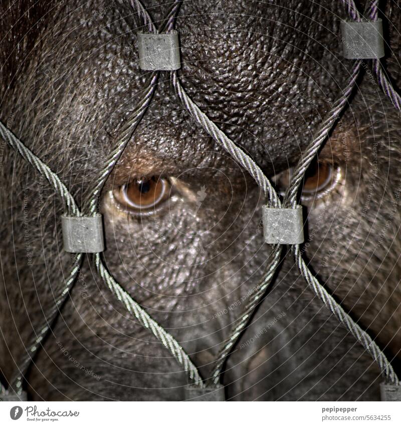 Behind bars - Orangutan behind a fence monkey Animal Captured Fence Animal portrait Exterior shot Colour photo Wire netting fence Wire fence Animal face Threat