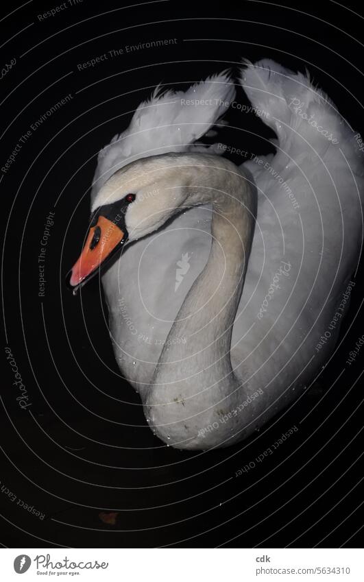 Oh dear swan! Swan Bird Water Lake pond Animal Reflection Pond Feather feathers feathered Elegant hazy be afloat Glide Dive go underground immerse gooseneck