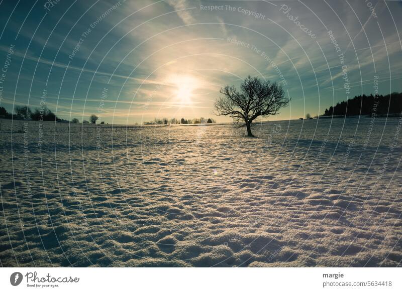 Snowy landscape with tree and sun Winter Cold Tree Frost Landscape Exterior shot Snowscape Deserted Winter mood Snow layer winter landscape trees chill Sky