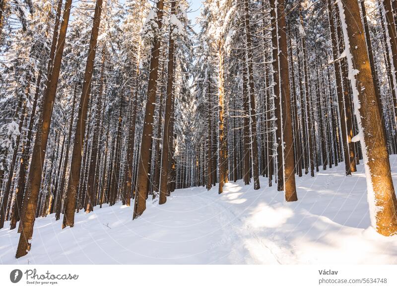 Catching a star of sun in a spruce forest covered with white glittering snow in Beskydy mountains, Czech republic. Winter morning fairy tale winter scene