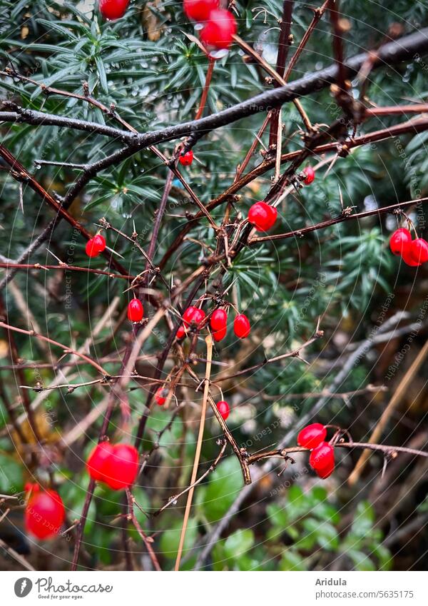 Barberry and yew Yew Berries Red Green Bushes Plant Hedge branches twigs Twigs and branches Shallow depth of field Winter