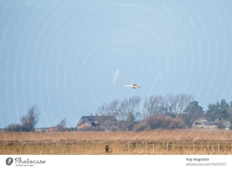 White swan in flight white swan Swan reed grass Bird recording Wetlands meadows Nature District plants telephoto Mute swan wildlife White Swan on Sylt