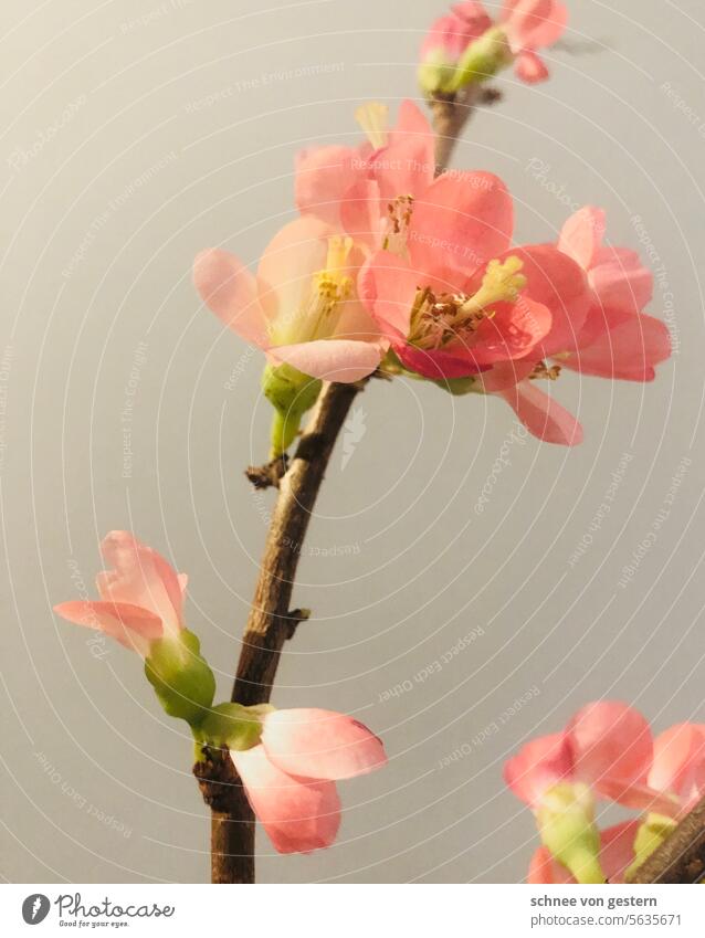 tender prospect of tender times Flower Blossom Quince Pink Branch Tree Nature Spring pretty Blossom leave Blossoming Colour photo Deserted naturally Garden