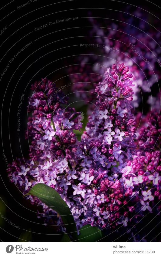 Evil people know no lilacs purple Violet Blossoming lilac blossom Spring Fragrance Lilac syringa vulgaris fragrant