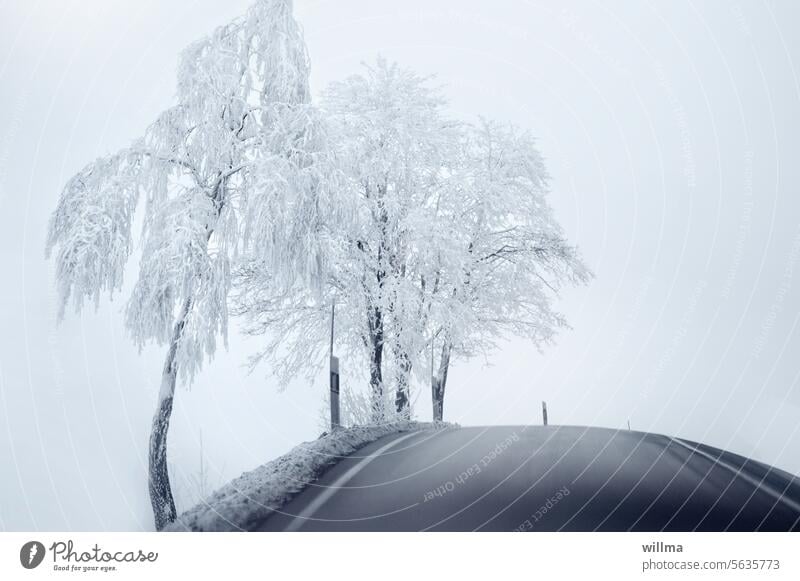 Winter regulars trees Hoar frost Country road winter Roadside snowy Frost Snow chill Colour photo Hill Neutral background winter fog