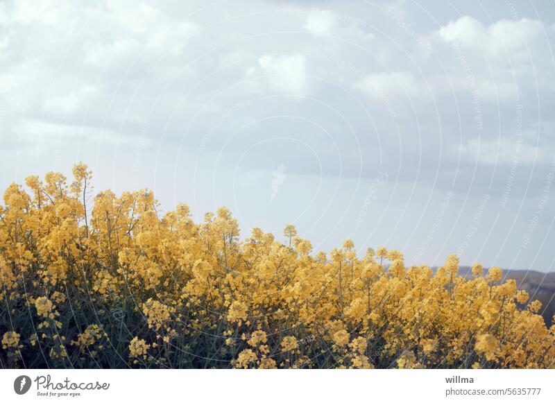 yearning for spring Canola Canola field Spring Blossoming Oilseed rape flower Copy Space