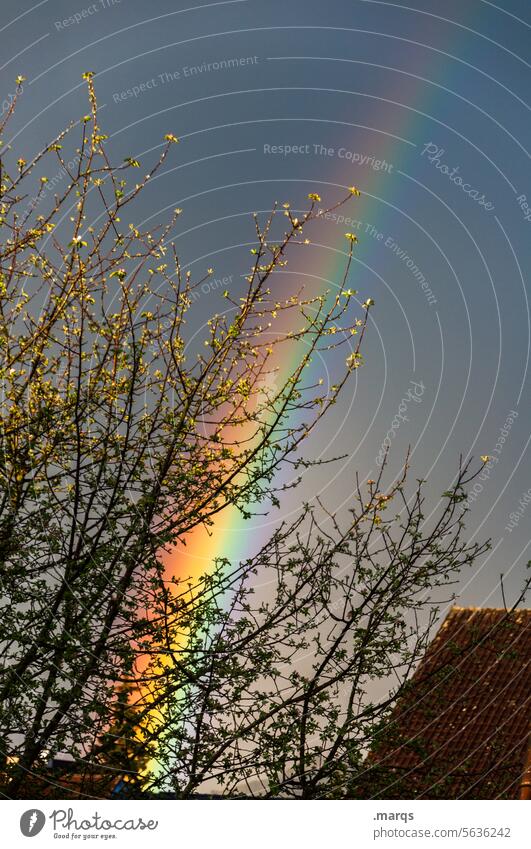 Rainbow in spring Happy Roof ridge Chimney Weather Dark Storm clouds Sky Environment Climate Multicoloured Natural phenomenon Twigs and branches Spring