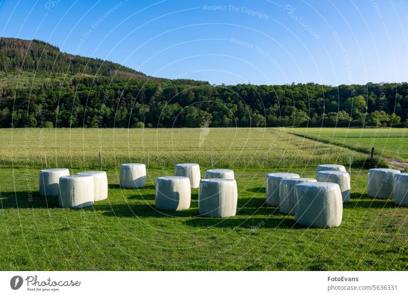 Bales of hay wrapped in foil lie on a green meadow sunny packaging concept day economy agriculture packed tree Hay bales sky farm ranch copy space silage bales