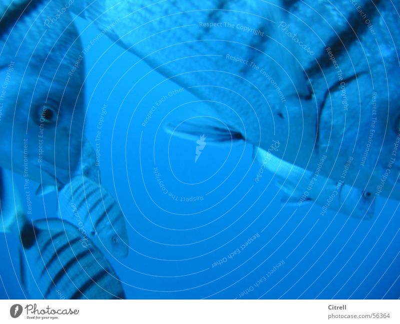 beliefs Stripe Ocean Dive Fish Underwater photo Near Water Blue