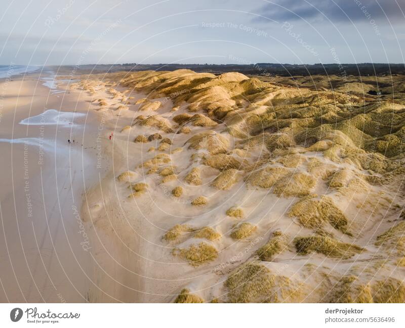 Dunes in the sunlight in Denmark I relaxation relax & recuperate" Recreation area bathe Freedom vacation Vacation mood Exterior shot Ocean Colour photo