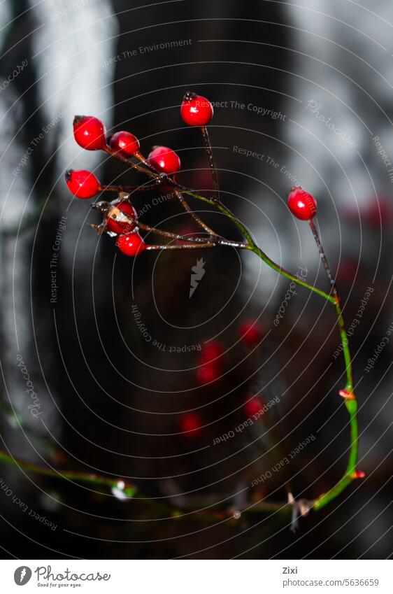 Red berries #red #fruit Berries #berry Plant Nature Close-up Wild plant Green