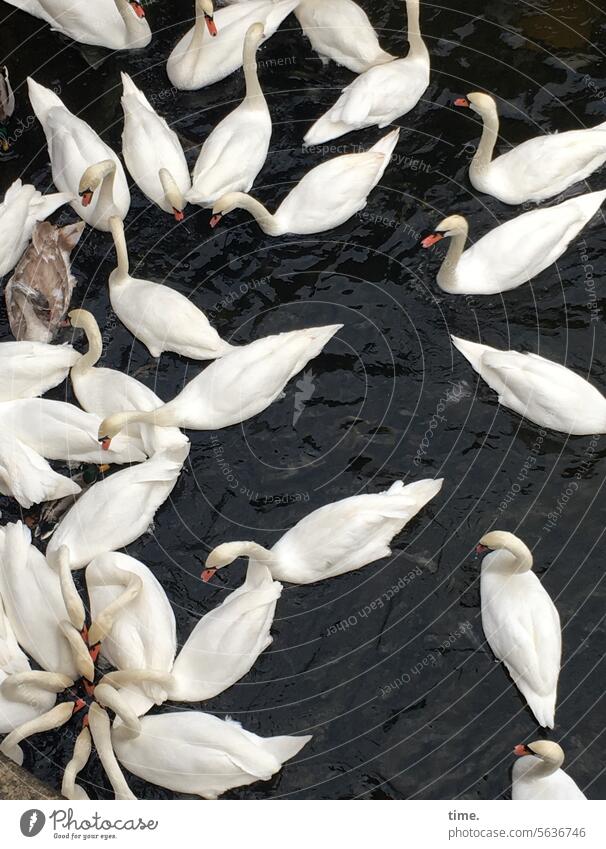 Welcome rituals | Leftover bread for swan casserole Swan swans birds animals Assembly Flock Water Bird's-eye view Channel hunger Many Animal River Elegant Neck