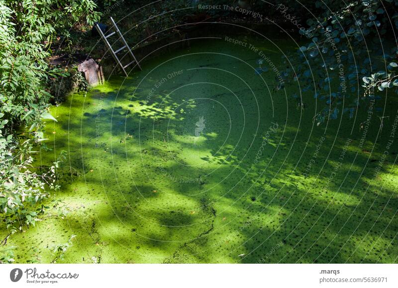 entry Idyll Surface of water Mysterious water protection area pond silent Biological Biology Experiencing nature Nature reserve Pond Environment Calm Plant