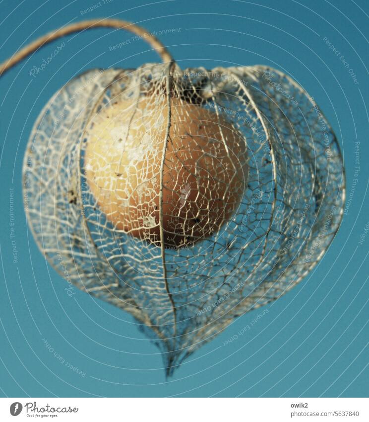 lampshade Physalis Close-up Fruit wrapped Reticular Plant Exotic Deserted Structures and shapes Colour photo Long shot Dry Transparent Chinese lantern flower