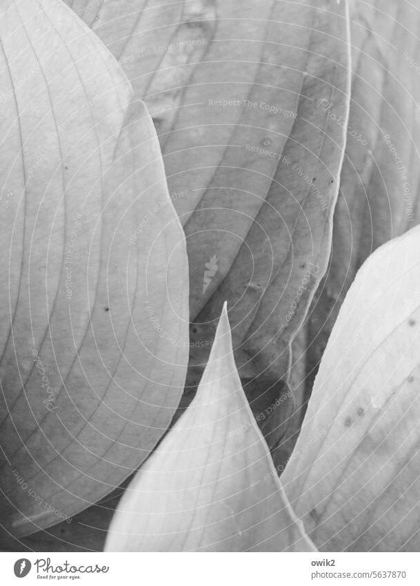 Hidden leaf tip Rachis Close-up Detail Black & white photo Gray Structures and shapes Macro (Extreme close-up) Ornamental plant wax naturally Decoration