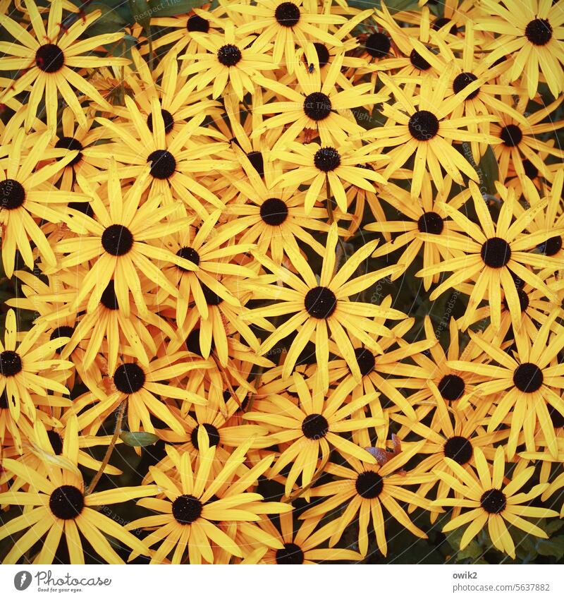 Sunny disposition yellow blossoms daylight Splendid Summery Flowerbed Carpet of flowers garden flowers Yellow heyday late summer September flowers blossoming
