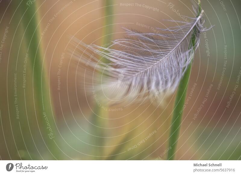 The lightness Ease Easy Hover hovering Simple straightforward Flying Airy Little something Feather light as a feather gossamer Get stuck Delicate Transience