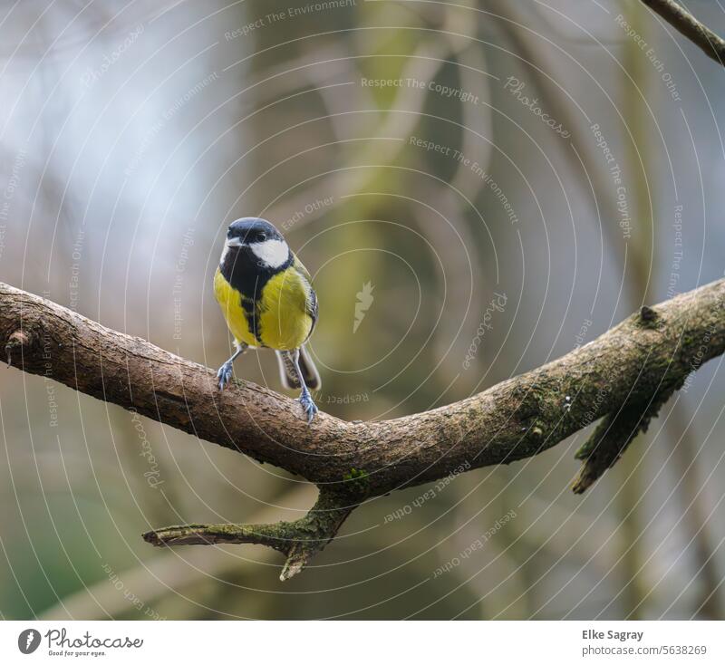 Bird photography - astonished look of a great tit in front of a blurred background #bird Nature Exterior shot Animal birds Colour photo Day Wild animal