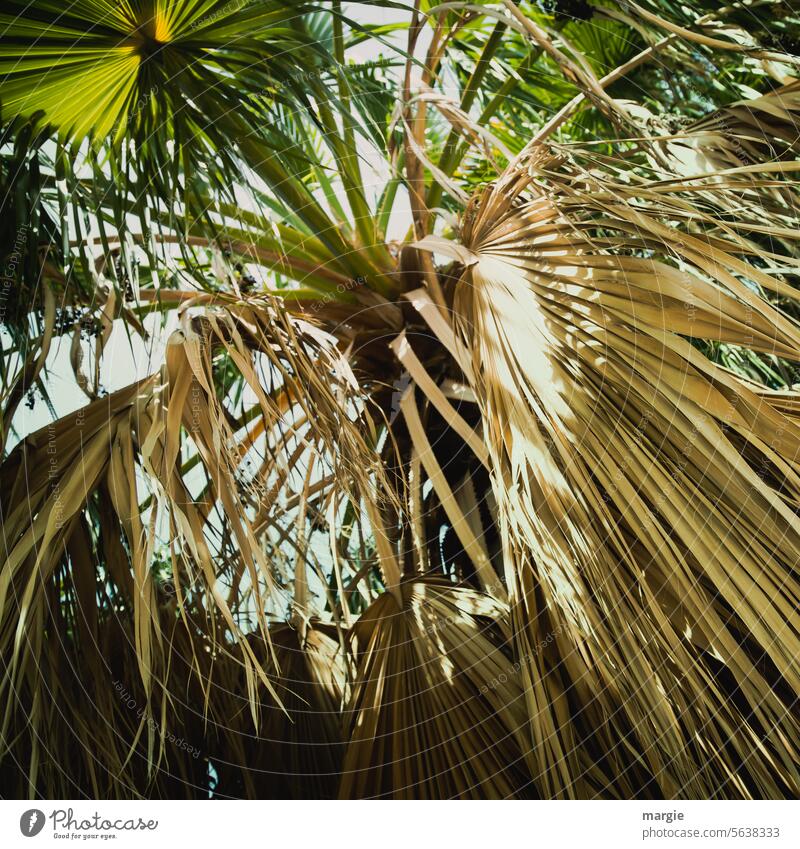 away with it! | Dried palm tree Palm tree Leaf Vacation & Travel Yellow Plant Exotic Exterior shot Dry Palm frond Deserted Dried out plants palms Sunlight
