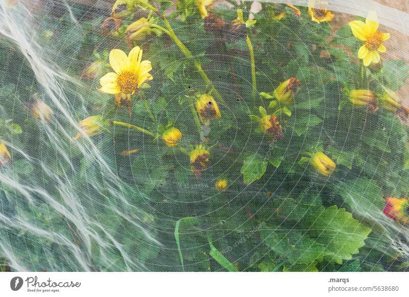 wetted Celandine Flower Yellow Green Net Protection Sheath Nature Plant Close-up Structures and shapes Blossom Blossoming Summer