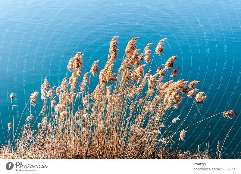 reed Plant Common Reed Beautiful weather Soft Aquatic plant Delicate reed grass blades of grass Marsh plant Idyll Relaxation Environment Lakeside Nature Colour