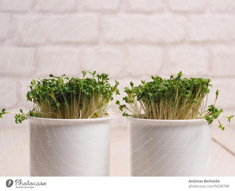 Organic cress in a white pot on a wooen kitchen table agriculture detox growth microgreens ingredient eating health superfood seeds freshness herbs spring