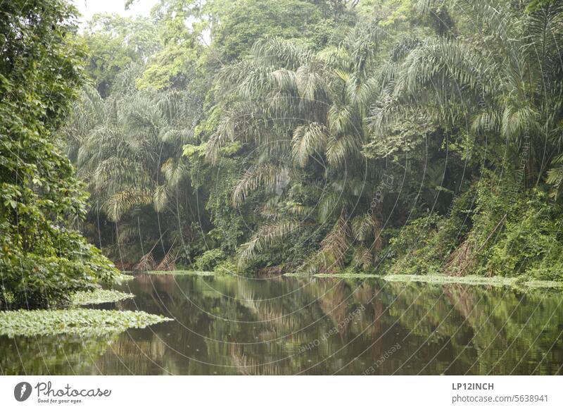 CR XXXII Canoe tour in Tortuguero National Park tortuguero Costa Rica rainforest jungles River adventurous Vacation & Travel Tourism Nature Water Water hike